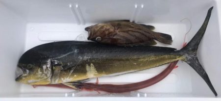 ジギング釣り果